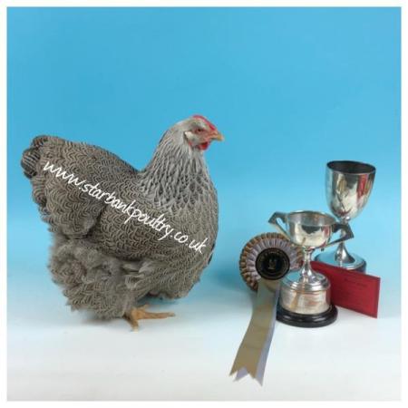 Image 45 of *POULTRY FOR SALE,EGGS,CHICKS,GROWERS,POL PULLETS*