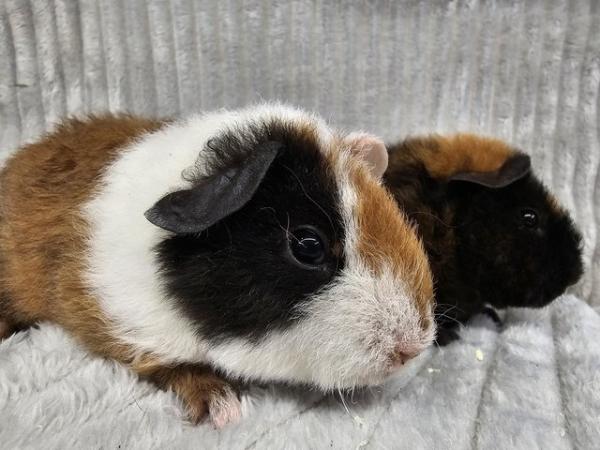 Image 1 of Sow Teddy guinea pigs ready to go