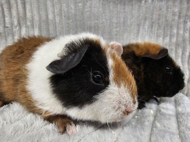 Preview of the first image of Sow Teddy guinea pigs ready to go.