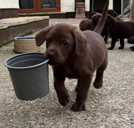 Image 8 of KC Reg Chocolate Labrador Puppies Parents Health Tested