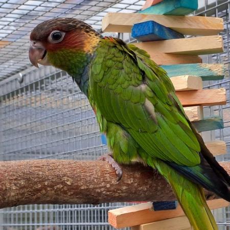 Image 2 of 2023 Blue throated conures
