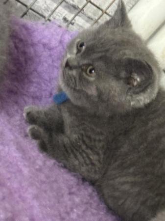 Image 3 of Pure British shorthair blue kittens , ready now