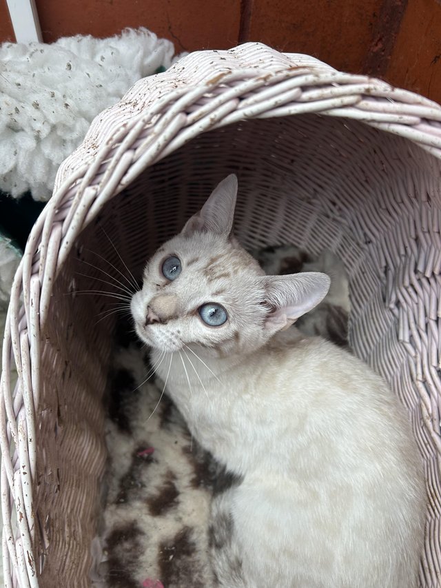 Preview of the first image of TICA reg snow lynx female bengal kittens.