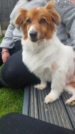 Image 9 of GUS IS A CAT FRIENDLY POM X JACK RUSSELL