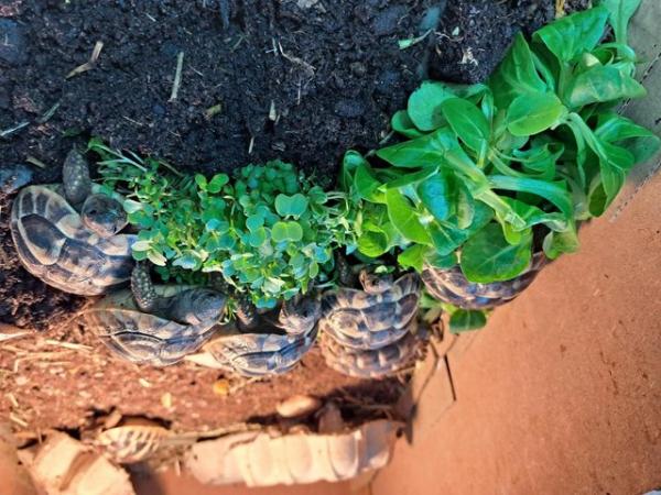 Image 5 of Hermann Tortoise Hatchlings