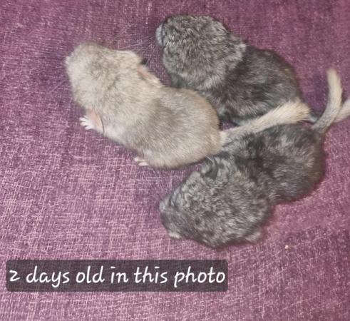 Image 5 of 3 male chinchilla kits. Ready for their forever home.