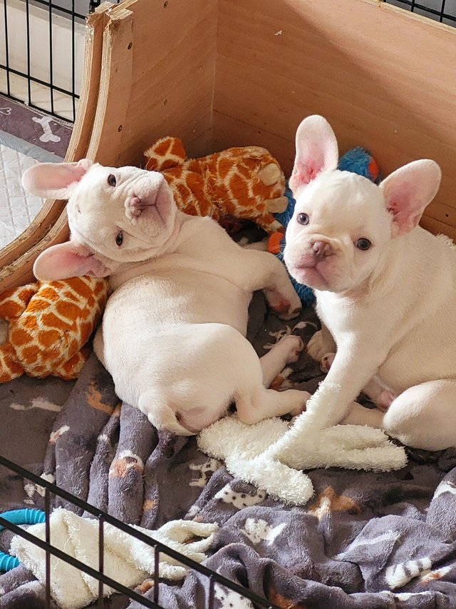 Preview of the first image of 11 weeks old platinum/white frenchies.
