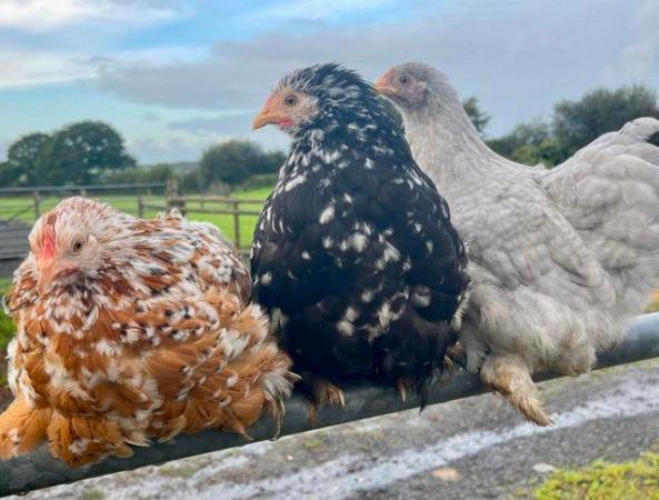 Image 3 of Pekin bantam point of lay pullets for sale