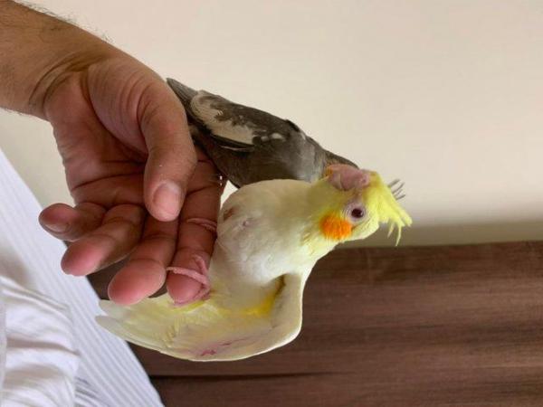 Image 2 of Hand Reared Gorgeous Cockatiel SOLD