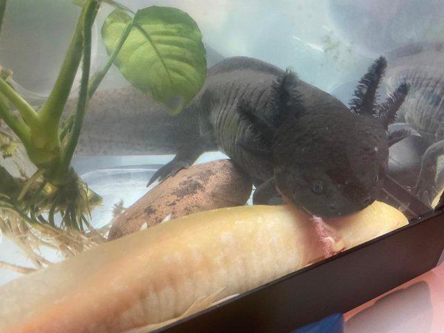 Preview of the first image of 3 gorgeous axolotls + full setup + more - price negotiable!.
