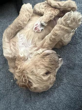 Image 7 of Standard multigen goldendoodles puppies ready on 24th June