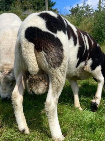 Image 7 of Pedigree Jacob Ram 2yr old