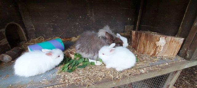 Image 5 of REDUCED PRICE!  2 full faced English Angora bucks for sale