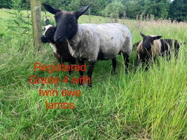 Image 5 of Various sheep for sale - Dutch spotted, Lleyn, Texel crosses
