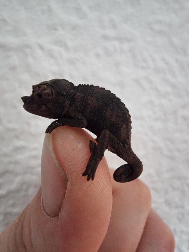 Preview of the first image of Baby Jacksons Chameleons.