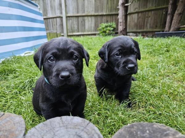 Image 4 of KC registered Labrador puppies