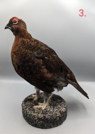 Image 5 of Taxidermy, Antique Collectables, Taxidermy Mounts,