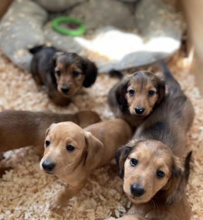 Image 15 of Beautiful litter of dachshunds