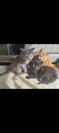 Image 4 of Adorable Maine Coon kittens