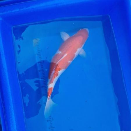 Image 6 of Koi carp from 45cm to 80cm need new home