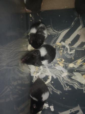 Image 2 of Syrian hamster babies ready to go