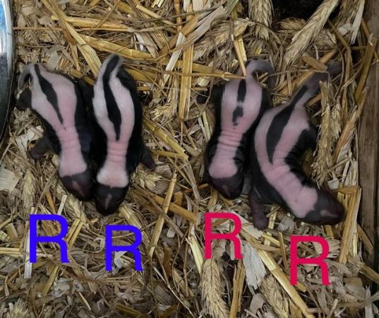 Image 2 of Baby skunks ready end of June