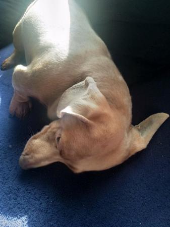 Image 2 of Miniature dachshund boy Isabella 3 years old