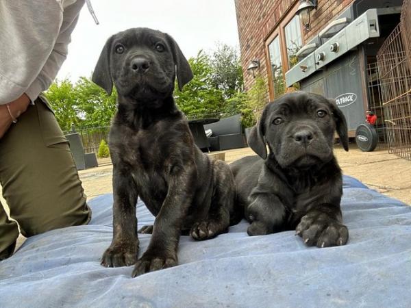 Image 14 of Cane corso x Rottweiler puppies