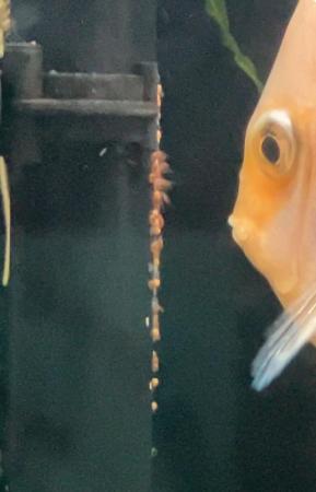 Image 5 of Pearl Diamond Discus (Male)