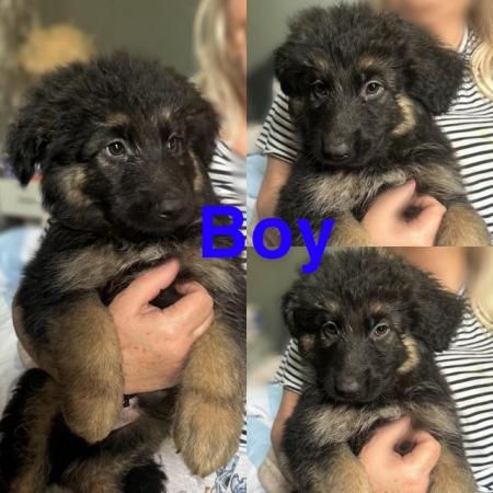Image 1 of READY TO GO NOW! 2beautiful,chunky German shepherd puppies