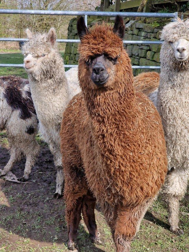Preview of the first image of 8 month old male weanling alpaca.