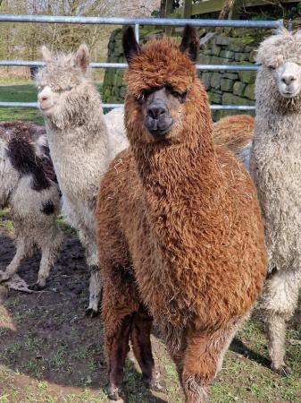 Image 1 of 8 month old male weanling alpaca
