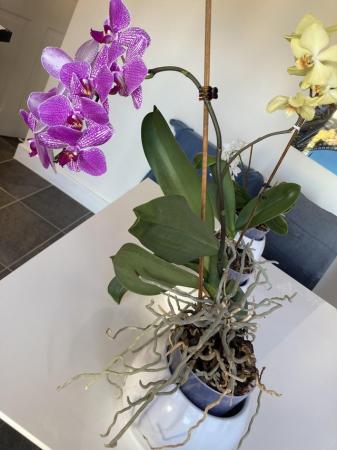Image 3 of 3 Large Orchids in Ceramic plant holder