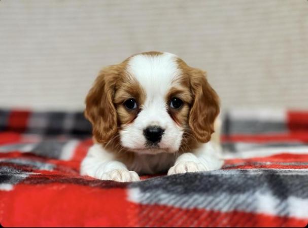 Image 12 of STUNNING CAVALIER KING CHARLES PUPPIES