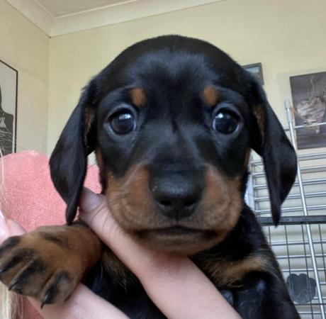 Image 5 of Stunning Miniature dachshund girls kc registered