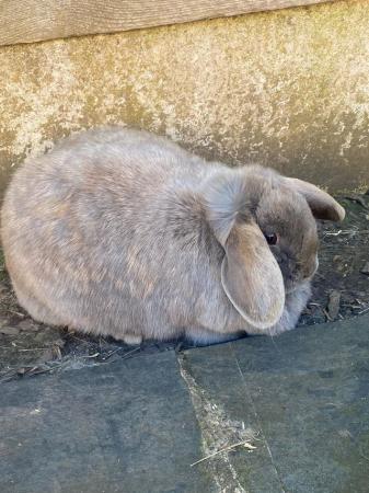 Image 2 of Two Lop Head sisters in need of a new home