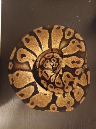 Image 5 of 2014 adult female proven pastel yellowbelly ball python