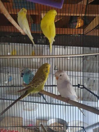 Image 2 of Selection of budgies available