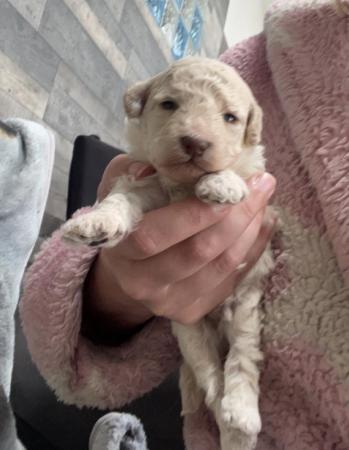 Image 5 of Toy poodle puppies for sale