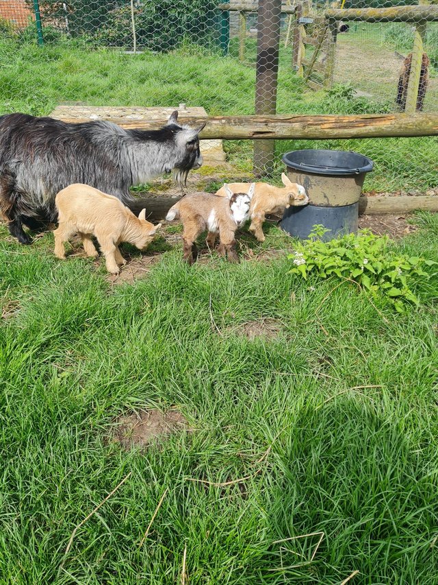 Preview of the first image of Pygmy goat kids, boys and girls.