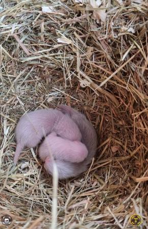 Image 5 of 4 week old male ferrets