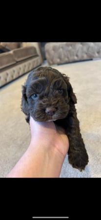 Image 6 of Lovely Cockerpoo puppies