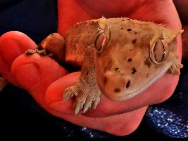 Image 2 of Crested gecko male, 5 years old