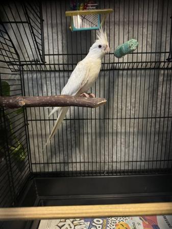 Image 1 of 3 months old Albino cockatiel with cage