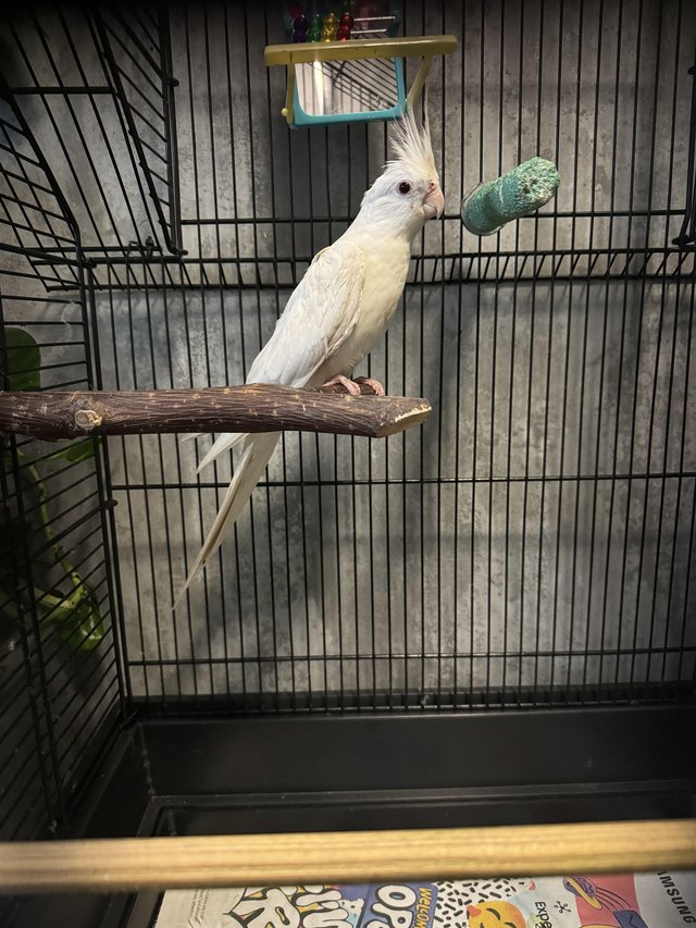 Preview of the first image of 3 months old Albino cockatiel with cage.
