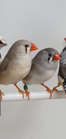 Image 3 of Pairs of Zebra Finches available