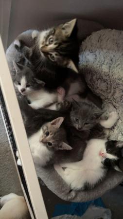 Image 6 of 6 kittens available mixed litter