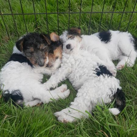 Image 3 of Wire Haired Fox Terrier puppies for sale/now all sold
