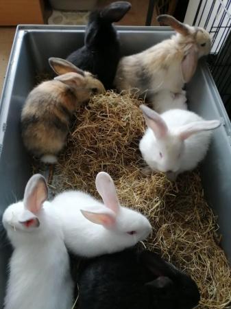 Image 2 of Cute REX baby bunnies with lovely temperament