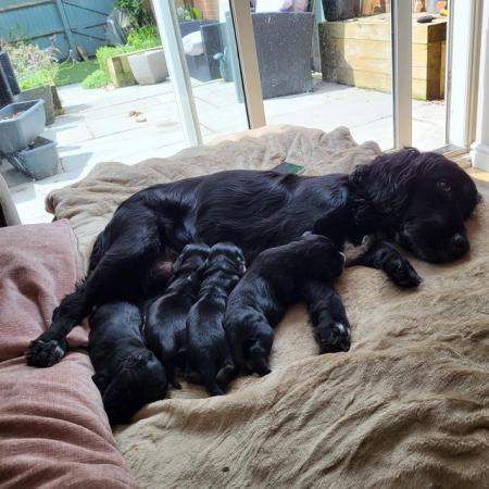 Image 3 of KC registered working cocker spaniel puppies